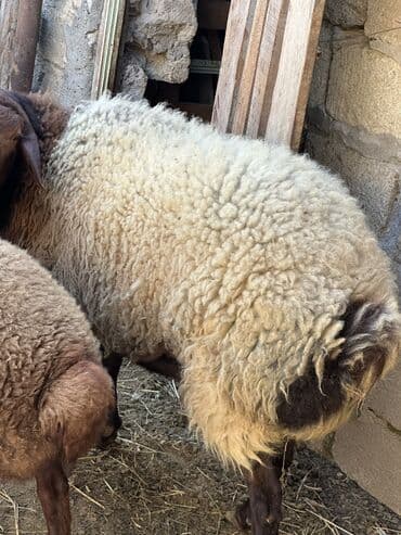 K/t heyvanları üçün mallar: İki illik qocdu sexsi heyetde saxlanilir cins baki qoyunudu kilosu 50 — 2