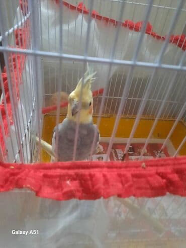 Korella tutuquşusu erkək