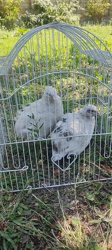 qus nömreleri: Ağ bıldırcın - Növ: bıldırcın (21 ədəd), açıq ağ rəngli, birində — 1