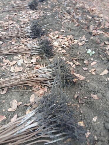 ağaç satışı: Meyvə və dekorativ ağac tingləri Təsvir: - Tərtər rayonu ərazisində — 10