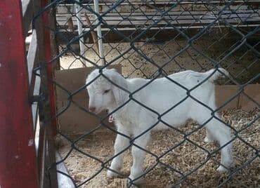 Quzu: Südçülük yönümlü ağ keçi (sağmal) Xüsusiyyətlər: - Ağ, qısa tüklü — 5