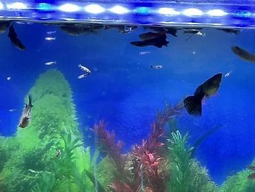 ruletka cat: Dördbucaq akvarium, Balıqlarla birlikdə, 90 l, Ünvandan götürmə, Ödənişli çatdırılma — 5