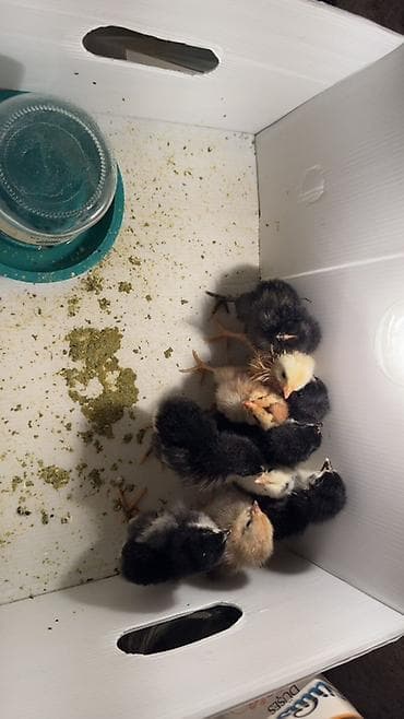 cucə alıram: Ətlik — 3