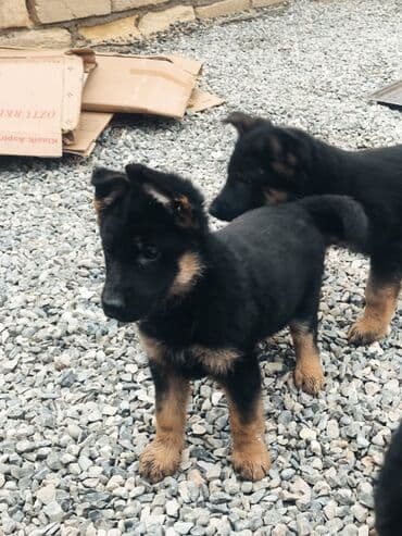 xaski bala: Alman çoban iti, 1 ay — 9