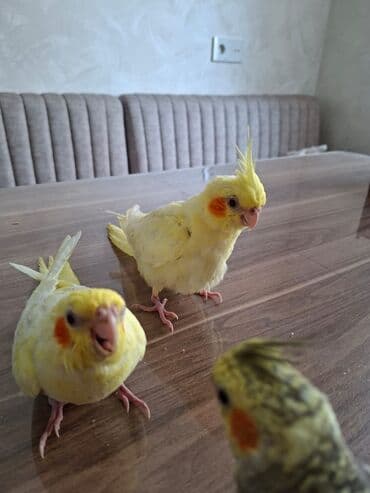 geref qusu rus dilinde: Korella 3ayliq. Adlarin bilirler rucnoydilar. Atasi daniwir 5soz — 5