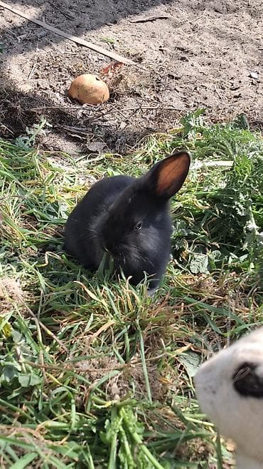 avçarka bala: Ev dovşanları – 2 gözəl bala - Rənglər: biri tam qara, digəri ağ — 4