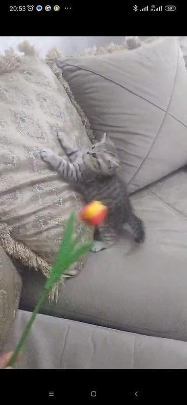 pişik sumkası: Şotland — 2