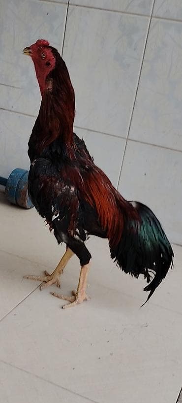 sirin itler: Malay (uşaq) xoruzu - Cins: ehtimalən Malay/oyun tipli uzunboylu — 4