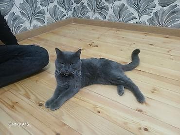 Britan, Erkək, Yaxşı əllərə — 3