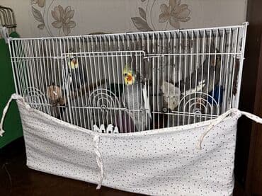 Попугаи: Karella Əsil cütə düşən vaxtlarıdı 2 erkək 1 dişi di 3 də ələ — 5