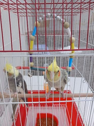 qefes: Erkey disidi satmaq meqsedim ölkeden gedirem baxan olmayacaq qefes — 5