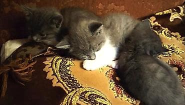 pişik erkek: Britan, Erkək, Dişi — 7