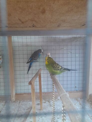 babil quşu: Korella 40 azn
valnitsi 10 azn — 6