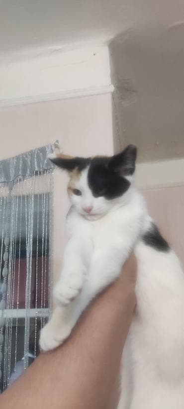 tap az pisik: Yaxşı əllərə — 4