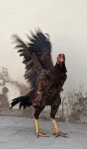 Gəmiricilər: Heyratı - Cins: Aseel (uzunboyun, güclü skeletli döyüşçi tip) - Rəng — 1