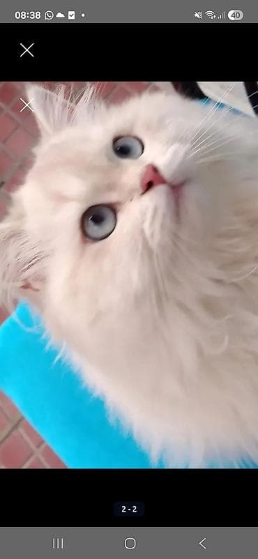 kreditle heyvan satisi: Qızıl şinşilla, Erkək, Cütləşmə üçün — 4