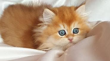 golden retviever: Erkək, Ünvandan götürmə — 7