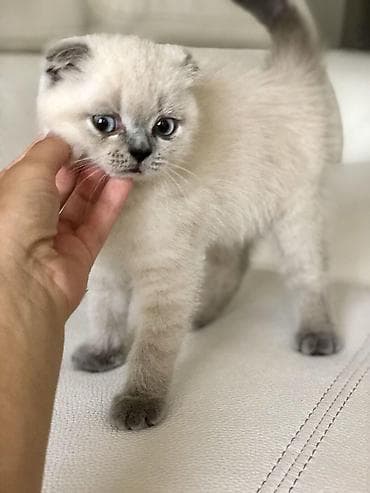 siyam pisiyi: Britan — 5