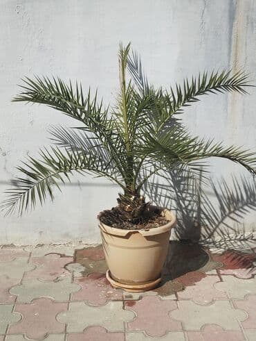 qar gülü: Qablarda palma ağacları - Növ: Dekorativ palma (yelpikvari yarpaqlı — 2