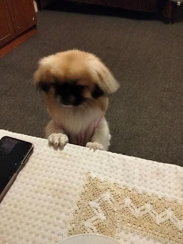 it alanlar: Pekines, 1 il, Dişi, Ünvandan götürmə — 5