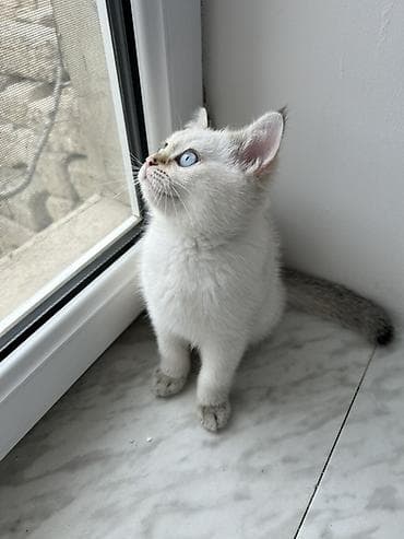 heyvan bazari: Britan — 1