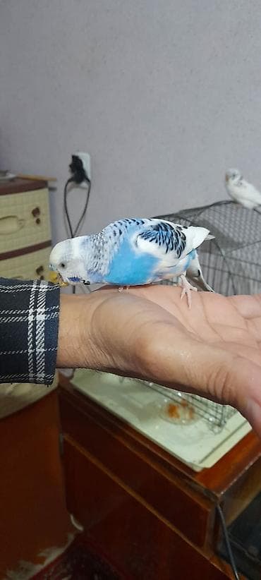 maraqli qus adlari: Ələ öyrəşmiş quşdu fikri citdi olan vatcapa yazsin — 7