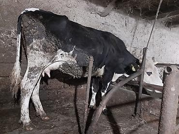 mal bazarı: Südçülük üçün inək və buzov dəsti - Cins: qara‑ağ alaca südlük — 5