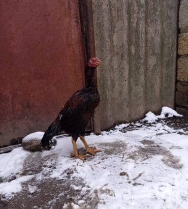 ana bala inək: Heyratı bece Ella temiz cinsdi — 2