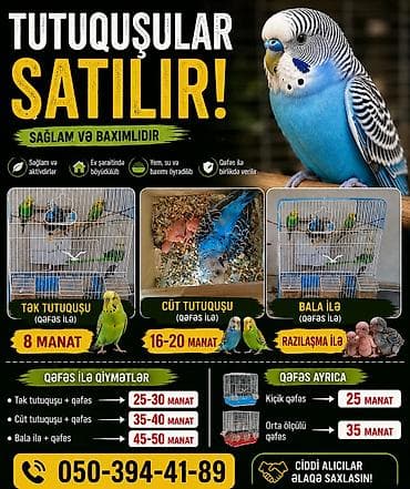 🦜 SAĞLAM VƏ BAXIMLI TUTUQUŞULAR SATILIR! Ev şəraitində böyüdülmüş lalafo.az -da 🦜 SAĞLAM VƏ BAXIMLI TUTUQUŞULAR SATILIR! Ev şəraitində böyüdülmüş