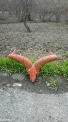 qurban bayrami qoyun sekilleri: Dag gocu. Kel. Alt cenesi yoxdur — 4