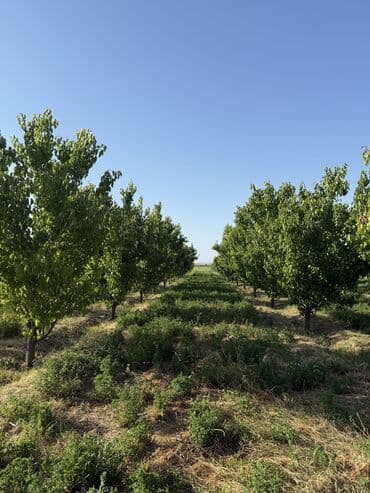 türkanda bağ evi satılır: Gəncə, 1500 kv. m, 1 otaqlı, Hovuzlu, Artezian quyusu, Su, İşıq — 1