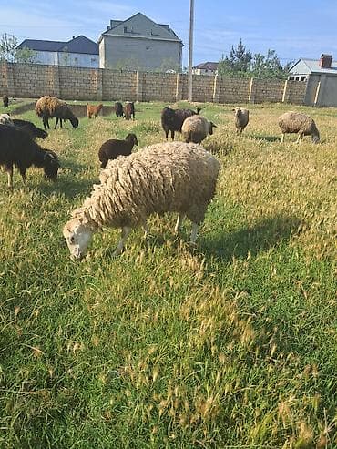 ana bala keci: Beylaqan qoyunu cavan heyvandi — 4