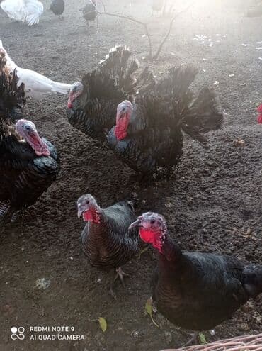 it yuvası satilir: Dişi-20manat, Erkək-17 manat(kilosu).Hind toyuqları – fərqli rənglərdə — 2