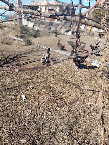 Cücələr: Erkək, Damazlıq — 4