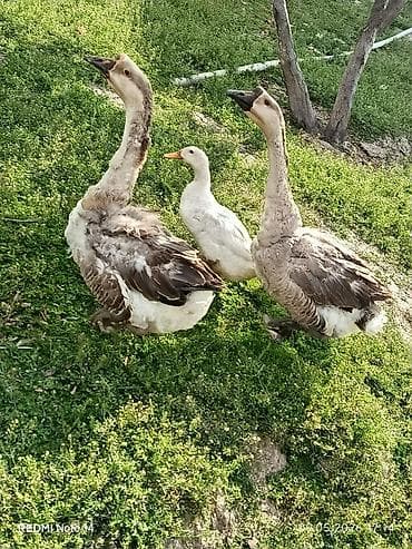 Erkək, Ətlik, Ünvandan götürmə