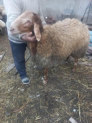 Qoyun – ətlik/yunlu yerli tip - Cins tipi: yerli ətlik‑yunlu — 2