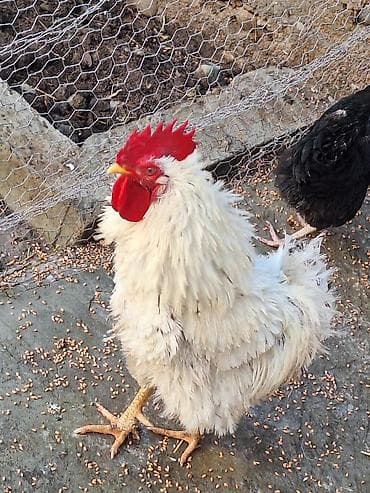 ağdam xoruz: Məhsul: Ağ tüklü xoruz (Frizzle tipli lələklər) Təsvir: - Rəng: Ağ — 3
