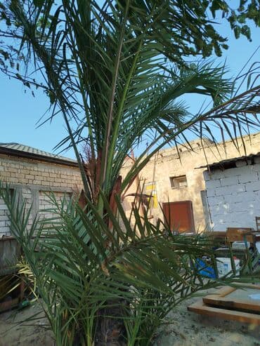 palma agaci satilir: Xurma palması (Phoenix dactylifera) - Bağ və həyət üçün dekorativ — 5