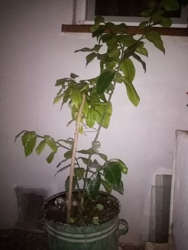 pomidor toxumu qiymeti: Saksıda limon ağacı 3 ədəd mövcuddur. Bir ədədi 30Azn daima — 3