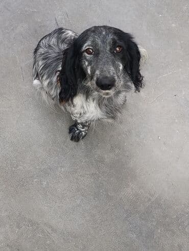 cau cau iti satilir: Koker spaniyel, 2 il, Dişi, Ünvandan götürmə — 2