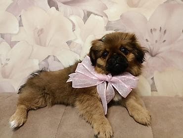 ev heyvan: Pekines, 3 ay, Dişi, Peyvəndli, Pulsuz çatdırılma — 2