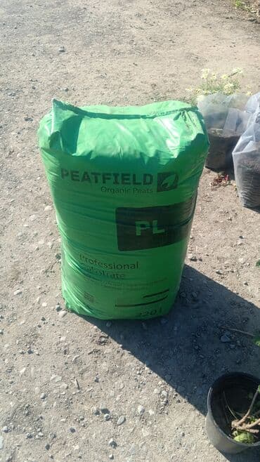 adəm ağacı: Dekarativ agaclarin satisi — 7