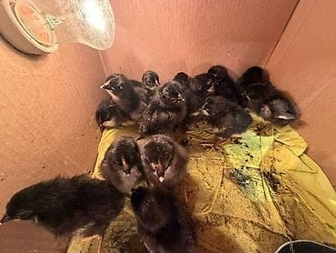 cuce satisi: Temiz qan Australorp cuceleri .3-gunluk 3 manat,20 gunluk -5manat — 7