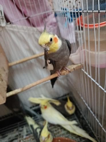 Digər heyvanlar: Nimfa (Cockatiel) papağanları – müxtəlif rənglər - Növ: Nimfa — 6