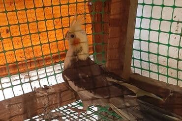 Göyərçinlər: Məhsul: Hazır maya. Bir dəfə bala alınıb.Erkəyi ucuz deyə satılır. İri — 1