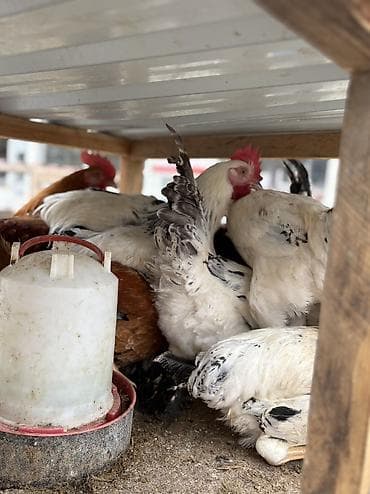 lal ördək sumqayıt: Xoruz, il: 1, Ünvandan götürmə, Pulsuz çatdırılma, Ödənişli çatdırılma — 7