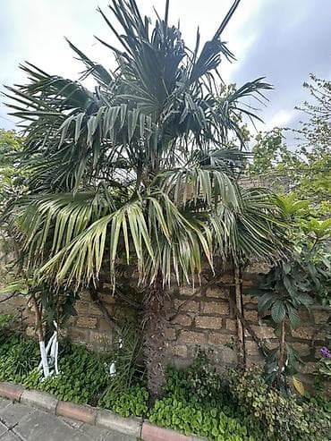 gul agac: Dekorativ palma ağacı – bağ və həyət üçün 4,5 met hundurluyu var. - — 2