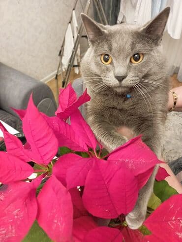 britan pişiyi: Britan, Erkək — 3