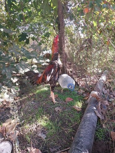 электрическая машинка для стрижки овец: Salam cinsi eladi isullu celd becedi barter yalniz yungul cekili bece — 1