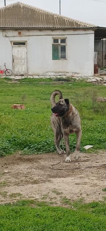 itlerin satsi: Qurdbasar, 2 il, Erkek, Peyvəndli — 8